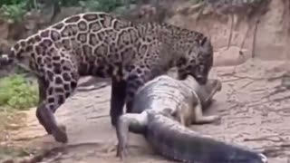 jaguar captures crocodile