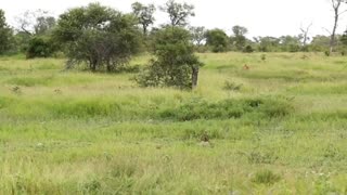 Group of Elephants Vs. Lion Pride