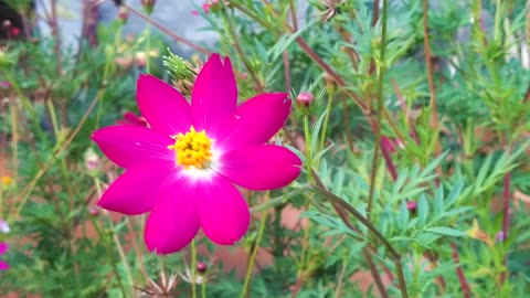 FLOWER: Pink Sunflower