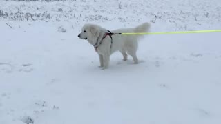Great Pyrenees SlowMo in the Snow