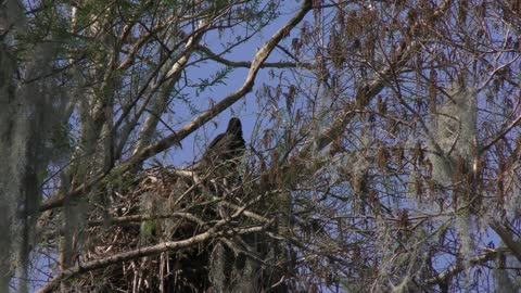 Bald Eagle chick in a nest