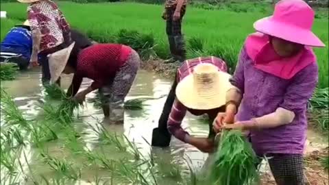 Peasants planting rice