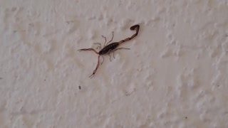 Scorpion walking across the wall