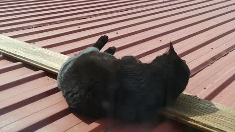 Black cat enjoying the sun...