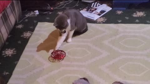 Kitty Gomez messes with a tiny drone