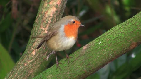 Listen and watch a wonderful video of a very beautiful bird on a tree branch