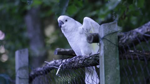 Funny situations and comic jokes for a dancing parrot