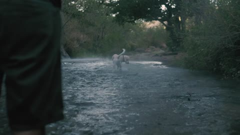 Dog catches a ball in river