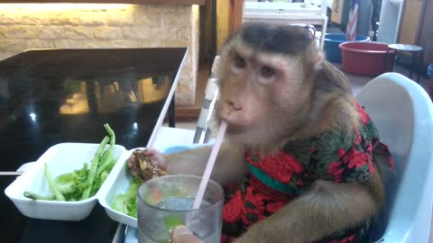 Monkey tries eating fish head