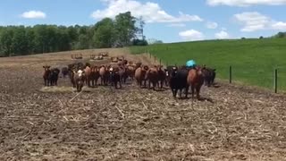 Cattle whispering