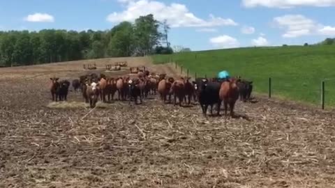 Cattle whispering