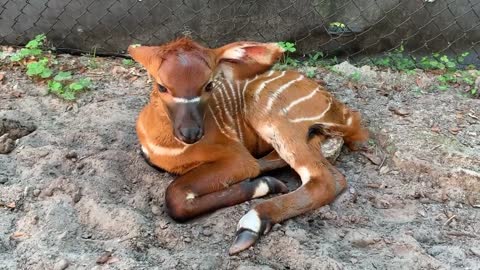 Endangered Eastern Bongo Born at ZooTampa at Lowry Park