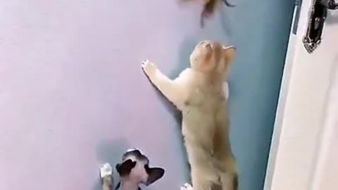 funny cat sliding on wall