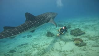 Whale Shark in Cebu