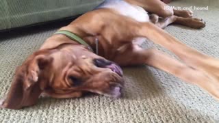 Dog moving paws constantly