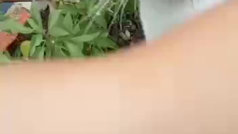 Sweet cat is disturbing his master cutting the plants