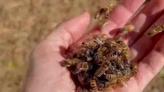 BEE'S QUEEN BALLING