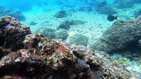 Amazing Earth Underwater Beauty