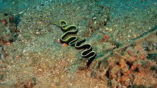 Ribbon Eel Swimming