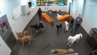 Dogs Are Excited After Seeing Santa