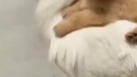 Cute Puppy riding on big Chicken