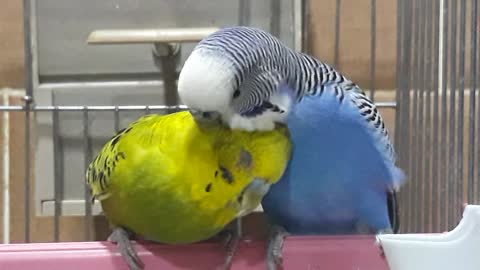 Love Birds Take Care Each Other