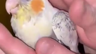 Petting a baby cocktail bird and enjoying it