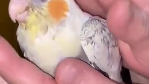 Petting a baby cocktail bird and enjoying it