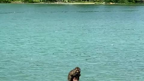 Cute Monkey Enjoys Swimming With Owners