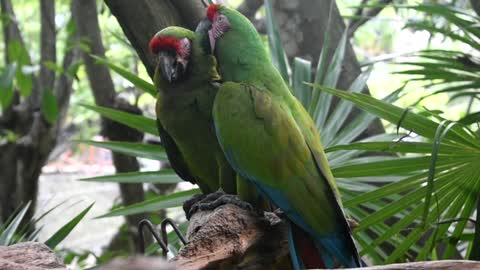Love Between couples of parrots
