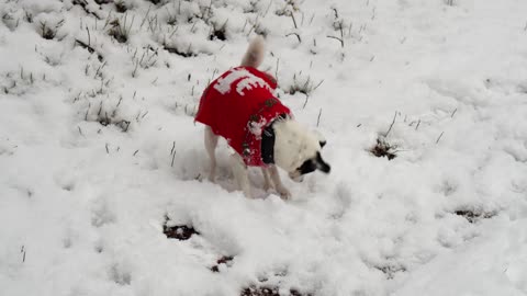 DOG TRYS TO DIG SNOW || DOG TRYING SOME CRAZY THINGS