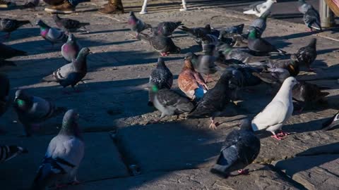 Pigeons gathering. Big group of pigeons gathering on ground with one beautiful white pigeon