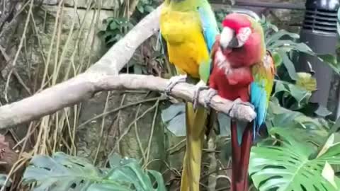 Parrots - siblings or what?