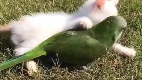 cute cat and parrot friendship