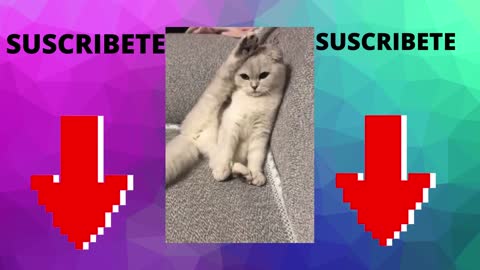 Gatos Graciosos - Videos de Risa de Gatos Chistosos #8