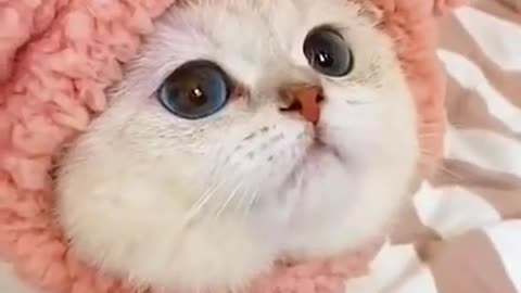 Isn't this cat very cute?