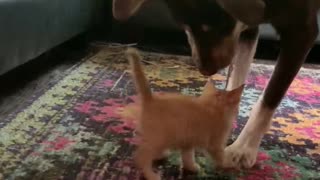 Big Dog is Obsessed with his New Kitten Sister