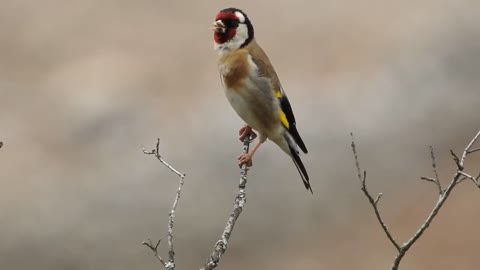 The wild Algerian goldfinch singing