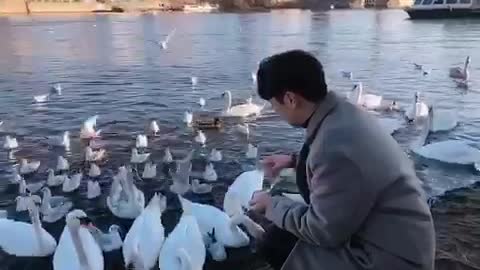With the swans who are with us