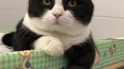 Laxy tuxedo cat want some leisure time alone
