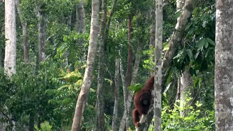 We Love Orangutans - "Babysitter Coordinator, Sri Rahayu.