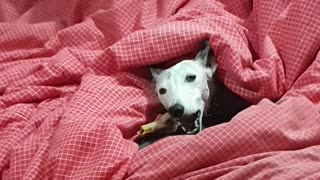 Pip chewing on her bone