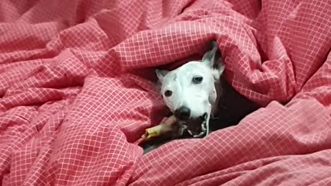 Pip chewing on her bone