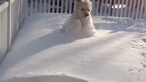 Goofy dog playing in the snow