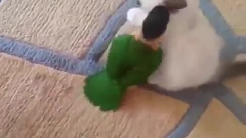 see the beautiful game of a cat and a parrot