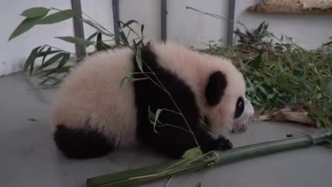 Baby Panda makes first steps