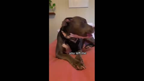 Vocal pit bull engages in hilarious argument with owner #Shorts