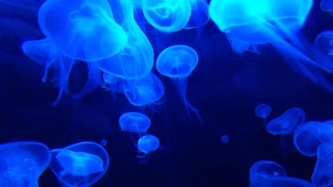 Jellyfish Different Colors ~ Relaxing Music, deep sleep, Meditation