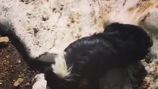 Black white dog rolling around in snow towards black dirt floor