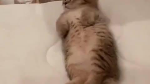 cute sleeping cat ( cats & kittens)